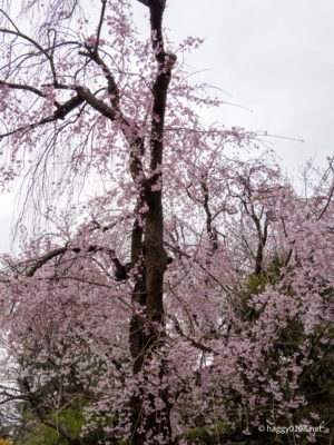 枝垂桜?